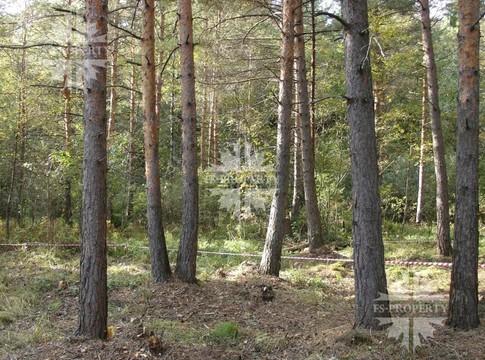 Лесной участок в КП Никольская Слобода